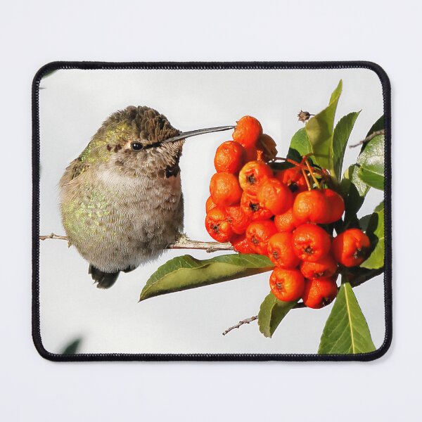 Item preview, Cute Anna's Hummingbird on the Scarlet Firethorn Bush designed and sold by walkswithnature.