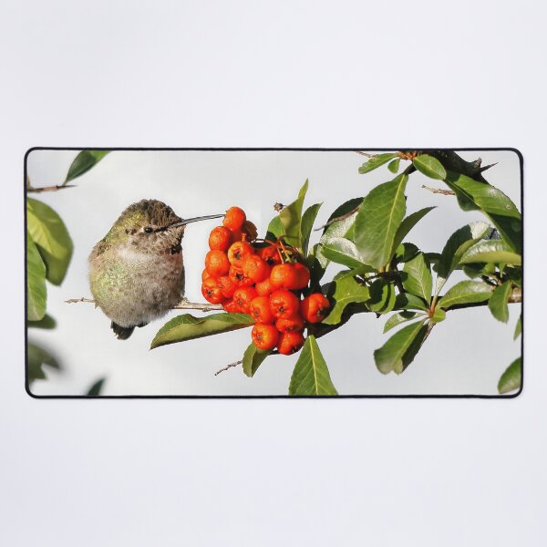 Item preview, Cute Anna's Hummingbird on the Scarlet Firethorn Bush designed and sold by walkswithnature.