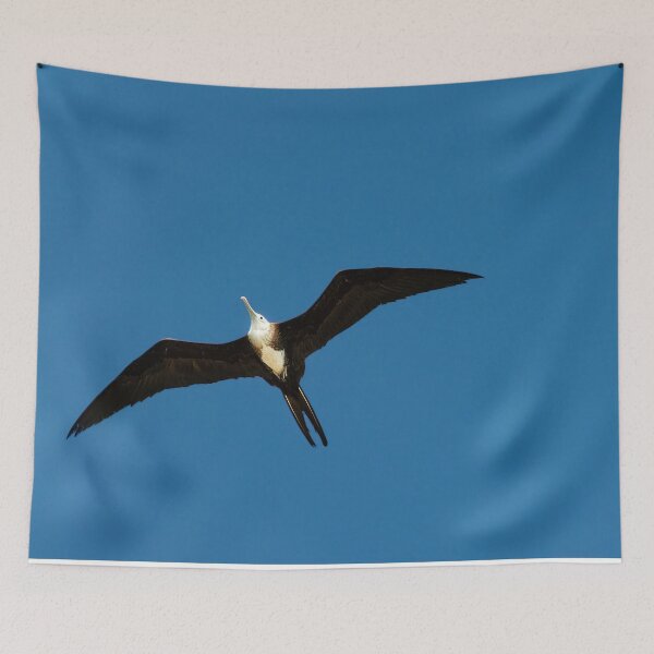 Item preview, The Female Magnificent Frigate Bird designed and sold by Kay Brewer.