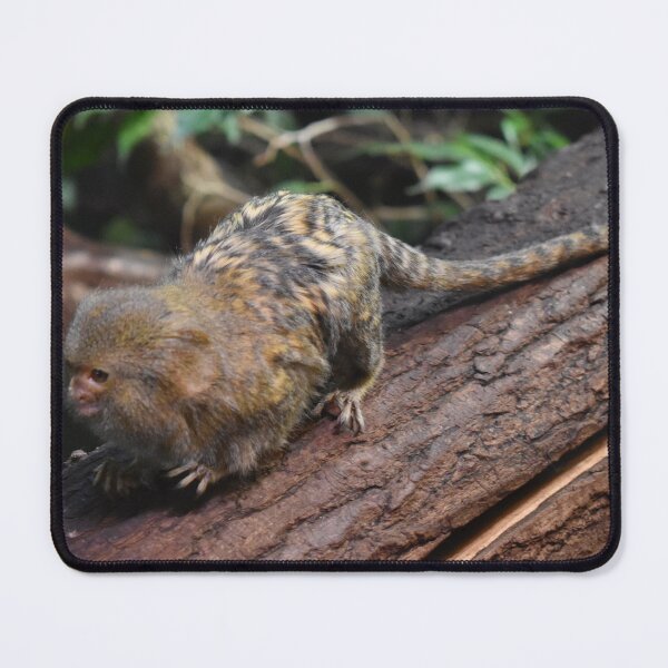 Item preview, Marmoset designed and sold by Igor Pozdnyakov.