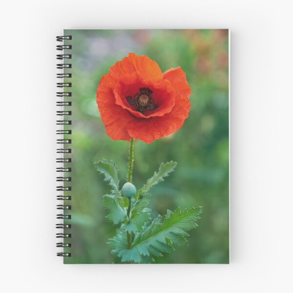 Item preview, Solitary Poppy designed and sold by Tom McPherson Photography.