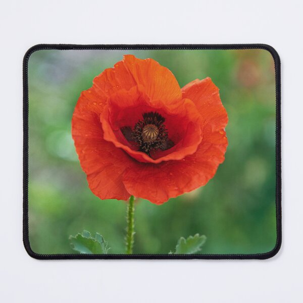Item preview, Solitary Poppy designed and sold by Tom McPherson Photography.