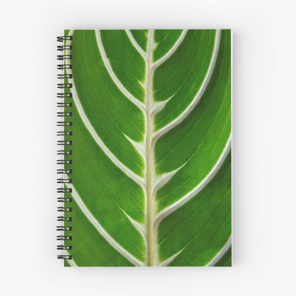 Item preview, Maranta designed and sold by Lakadaisy.