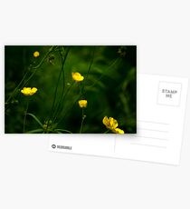 Buttercups Postcards