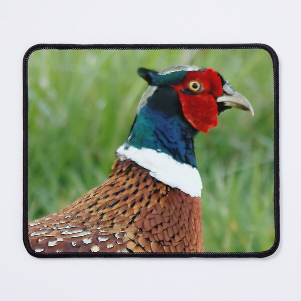Item preview, Encounter with a Ring-Necked Pheasant designed and sold by walkswithnature.