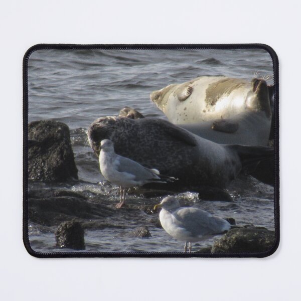 Item preview, Big seals laying in the sun designed and sold by histriophoca.