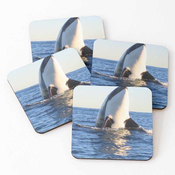 Item preview, Orca Spyhop designed and sold by Whale & Dolphin Wisdom Retreats.