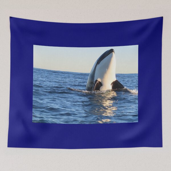 Artikelvorschau, Orca Spyhop entworfen und verkauft von Whale & Dolphin Wisdom Retreats.
