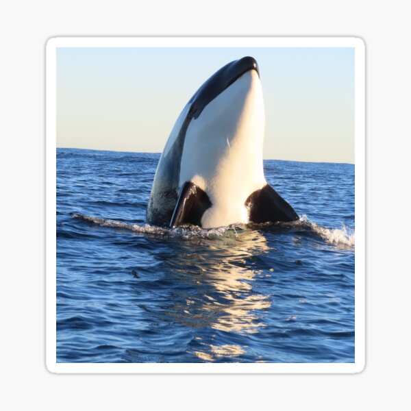 Artikel-Vorschau von Orca Spyhop, designt und verkauft von Whale & Dolphin Wisdom Retreats.