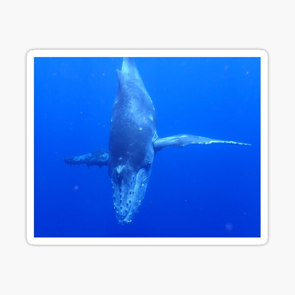 Artikel-Vorschau von Tauchendes Buckelwal-Kalb, designt und verkauft von Whale & Dolphin Wisdom Retreats.