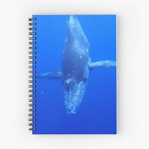 Item preview, Diving Humpback Whale Calf designed and sold by Whale & Dolphin Wisdom Retreats.
