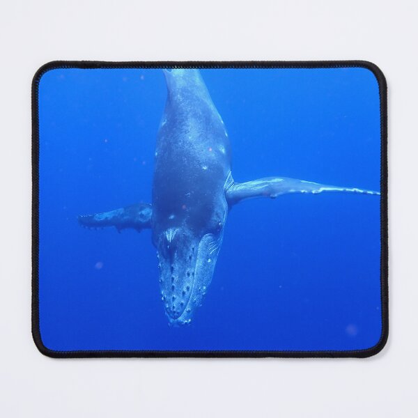 Item preview, Diving Humpback Whale Calf designed and sold by Whale & Dolphin Wisdom Retreats.