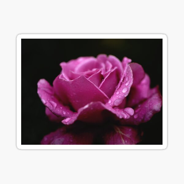 Item preview, Raining on a Fragrant Plum Rose designed and sold by Larry Davis.