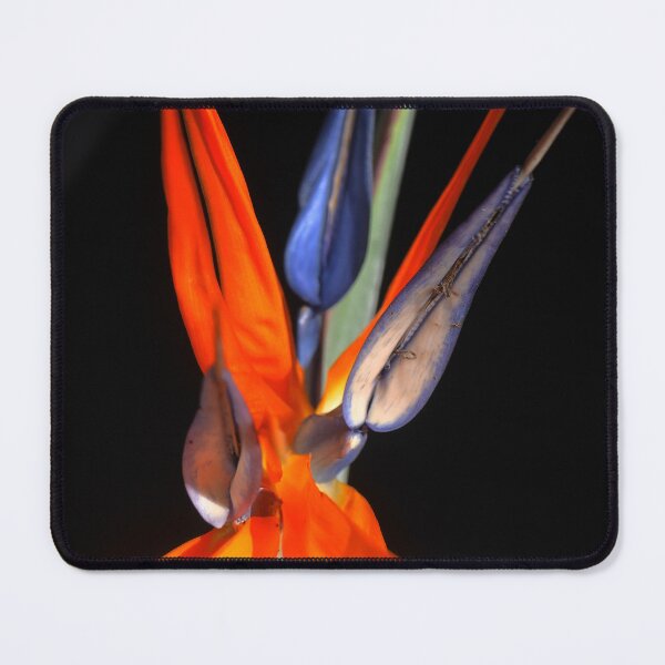 Item preview, Strelitzia Sensation designed and sold by Larry Davis.