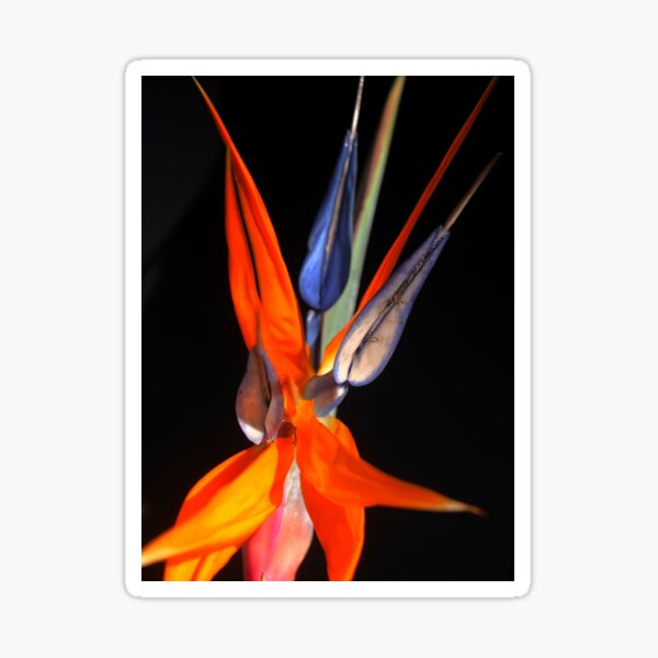 Item preview, Strelitzia Sensation designed and sold by Larry Davis.