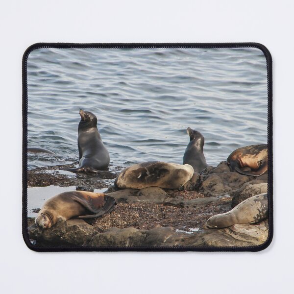 Item preview, California Seals designed and sold by heatherfriedman.