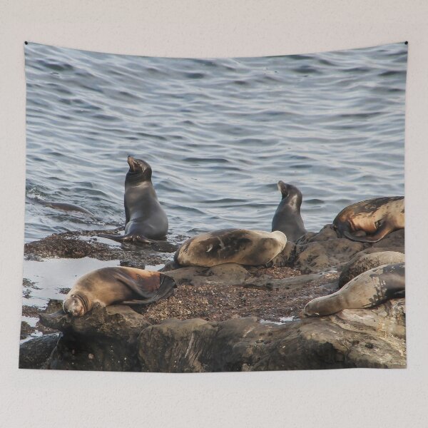Item preview, California Seals designed and sold by heatherfriedman.