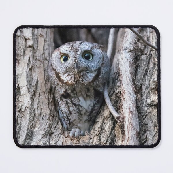 Item preview, Screech owl - Time to Takeoff designed and sold by Puttaswamy Ravishankar.