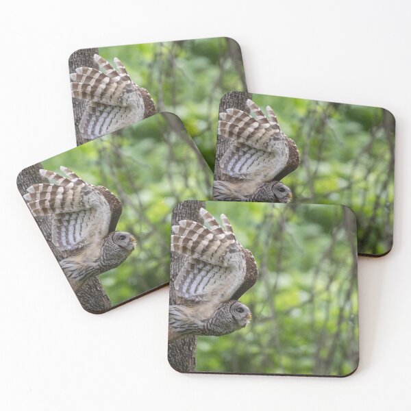 Item preview, Mama Barred Owl taking off designed and sold by Puttaswamy Ravishankar.
