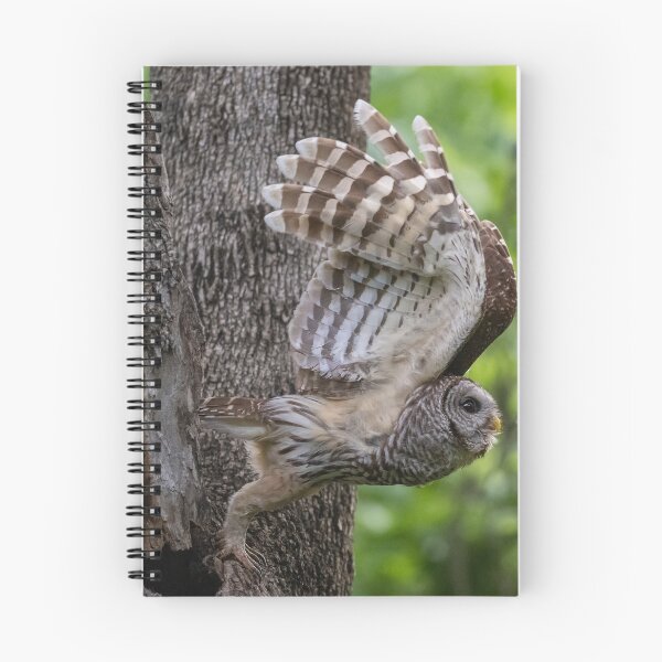 Item preview, Mama Barred Owl taking off designed and sold by Puttaswamy Ravishankar.