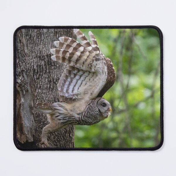 Item preview, Mama Barred Owl taking off designed and sold by Puttaswamy Ravishankar.