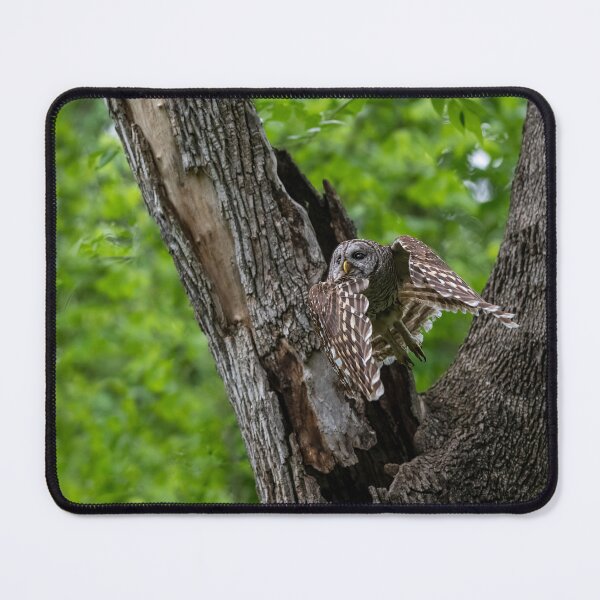 Item preview, Mama Barred Owl Hunting Face designed and sold by Puttaswamy Ravishankar.