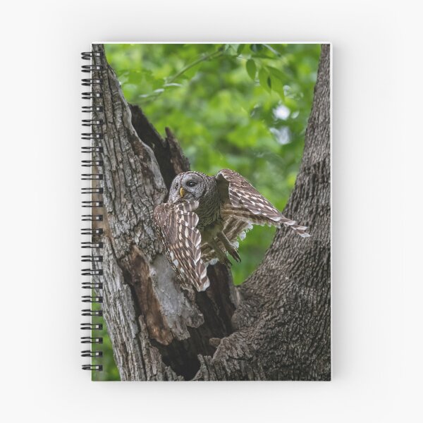 Item preview, Mama Barred Owl Hunting Face designed and sold by Puttaswamy Ravishankar.