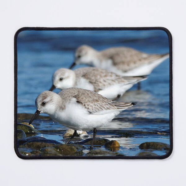 Item preview, Sanderlings Feasting in Staggered Synchronicity on Winter Shoreline designed and sold by walkswithnature.
