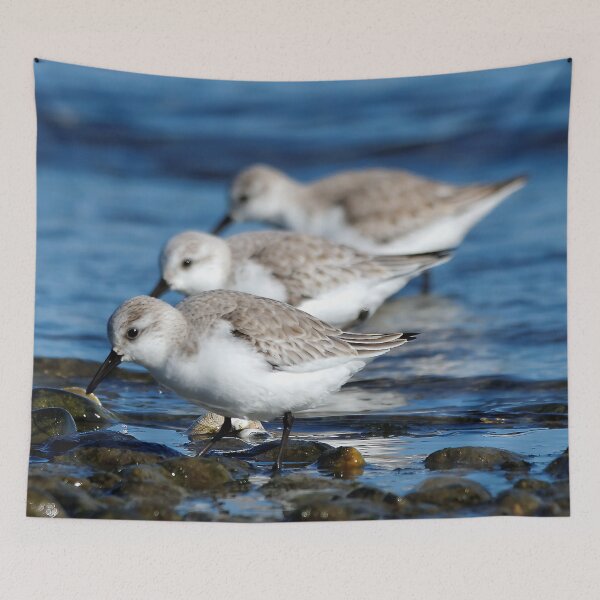 Item preview, Sanderlings Feasting in Staggered Synchronicity on Winter Shoreline designed and sold by walkswithnature.
