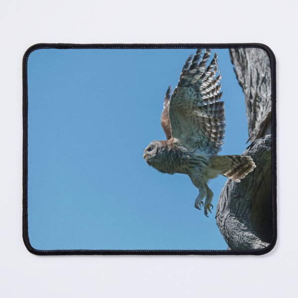 Item preview, Mama barred Owl getting ready to hunt designed and sold by Puttaswamy Ravishankar.