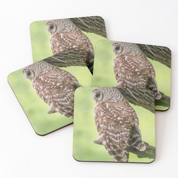 Item preview, Always on Alert - Papa Barred Owl designed and sold by Puttaswamy Ravishankar.