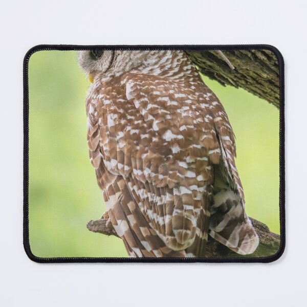 Item preview, Always on Alert - Papa Barred Owl designed and sold by Puttaswamy Ravishankar.