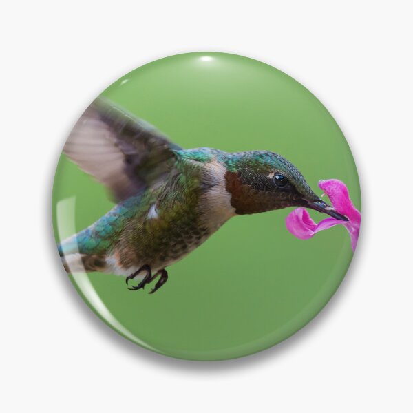 Item preview, Male Black-chinned hummingbird in action designed and sold by Puttaswamy Ravishankar.