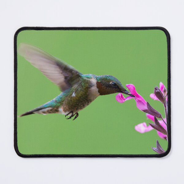 Item preview, Male Black-chinned hummingbird in action designed and sold by Puttaswamy Ravishankar.