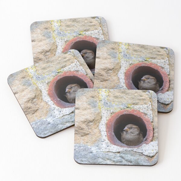 Item preview, House Sparrow, making itself at home designed and sold by AnitaNicholson.