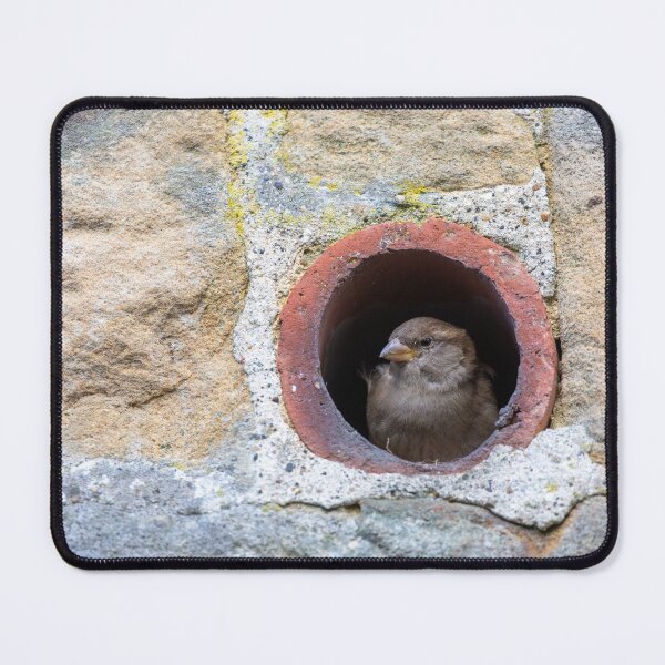 Item preview, House Sparrow, making itself at home designed and sold by AnitaNicholson.