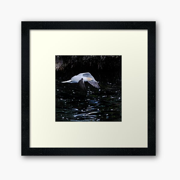 Item preview, Gannet designed and sold by Richard Ion.