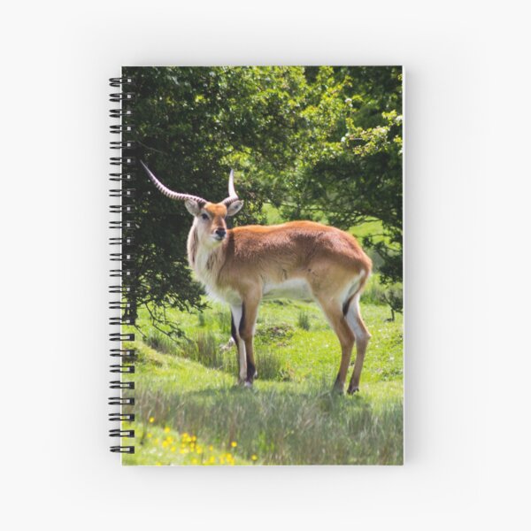 Item preview, Stag designed and sold by JRFotography.