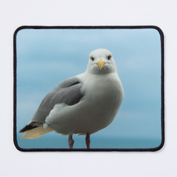 Item preview, Seagull stare designed and sold by aperture-point.