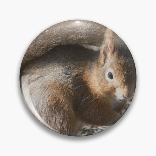 Item preview, Red Squirrel  .Caledonian Pine Forest . Lossiemouth designed and sold by Derren Jones.