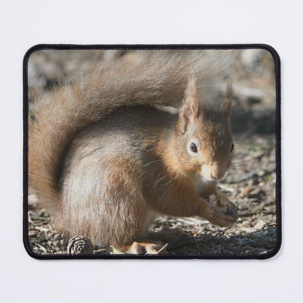 Item preview, Red Squirrel .Caledonian Pine Forest . Lossiemouth designed and sold by Derren Jones.