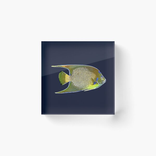 Item preview, Queen Angelfish White Alternate Design  designed and sold by designsasstultd.