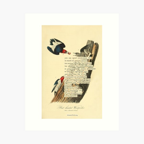 Item preview, Bird Divination: Red-headed Woodpecker (almanacofbirds.org) designed and sold by mariapopova.