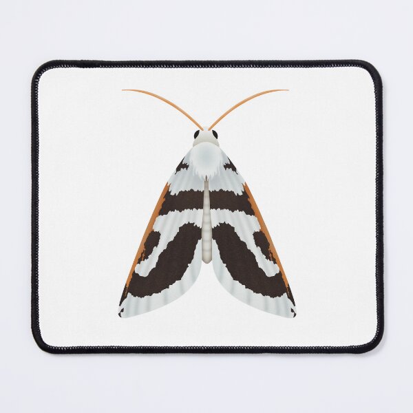 Item preview, Crambidae moth designed and sold by swiatek.