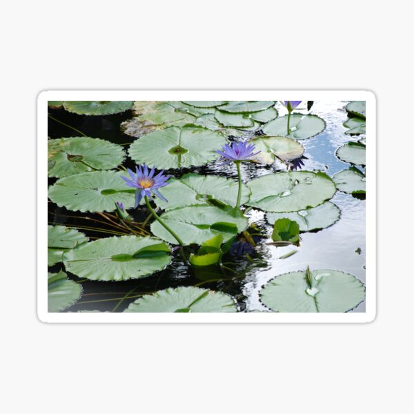 Item preview, Purple Lily Pads designed and sold by CreativeSoup.
