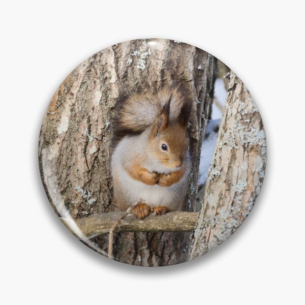 Item preview, Shades of grays. Red squirrel designed and sold by Jouko Lehto Photography.