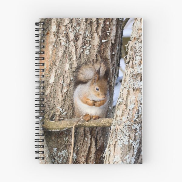 Item preview, Shades of grays. Red squirrel designed and sold by Jouko Lehto Photography.