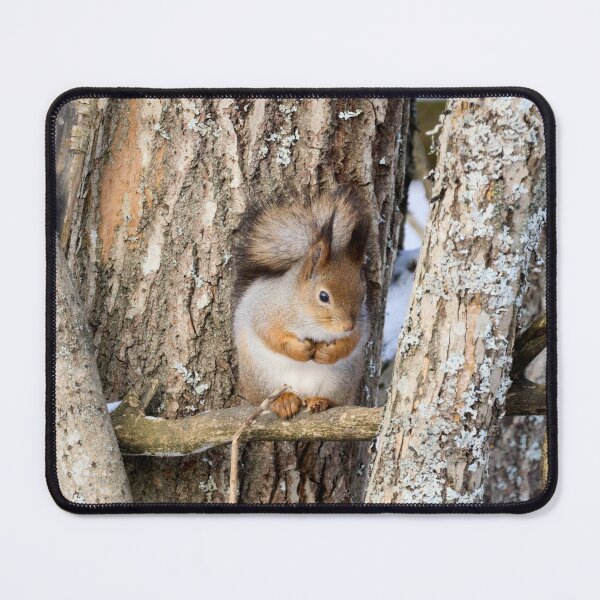 Item preview, Shades of grays. Red squirrel designed and sold by Jouko Lehto Photography.