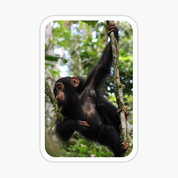 Artikel-Vorschau von Schimpansenbaby spielt in Lianen, designt und verkauft von Proud & Pretty Wildlife Photography.