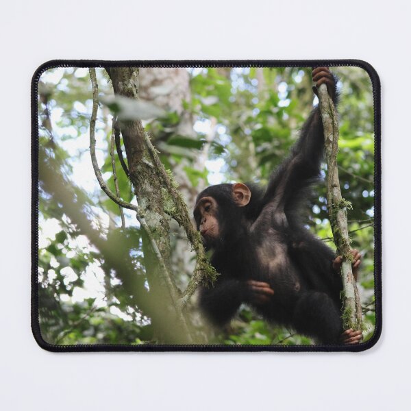 Item preview, Baby Chimpanzee playing in vines designed and sold by Proud & Pretty Wildlife Photography.